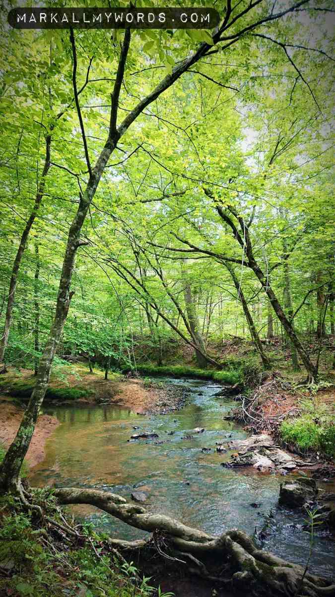 Rhodes Creek winding through forest