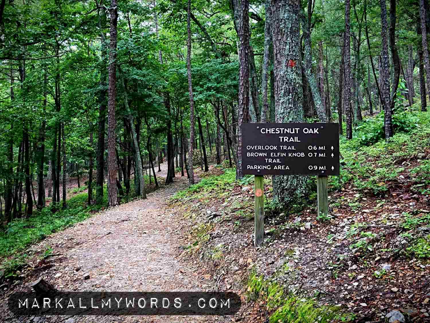 Fork in trail leading to Chestnut Oak Trail