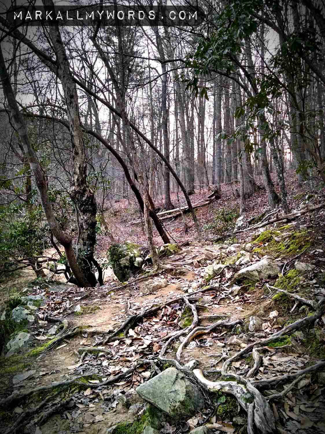 Cole Mill Trail, near the trailhead