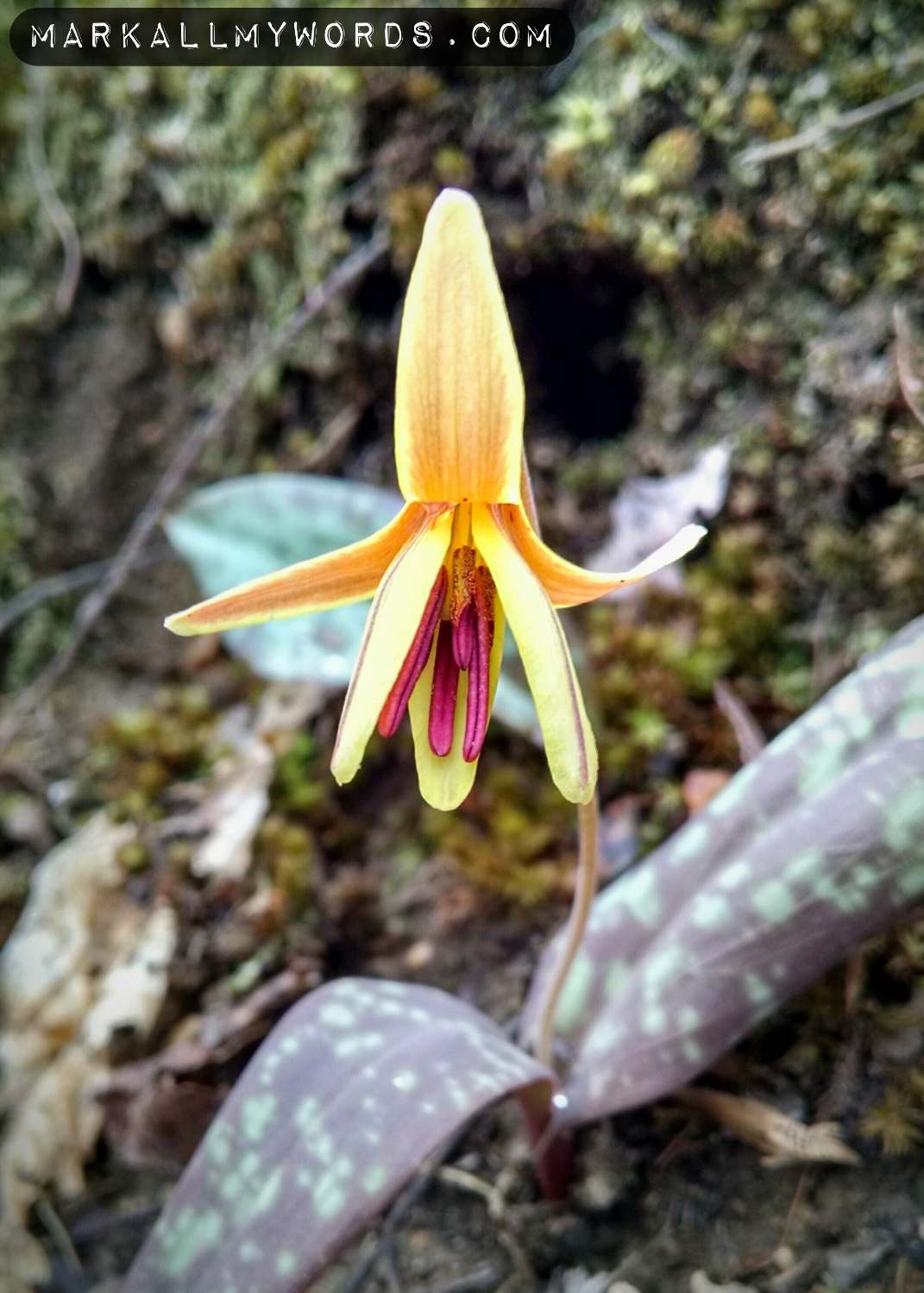Yellow Trout Lily at Occoneechee Mountain