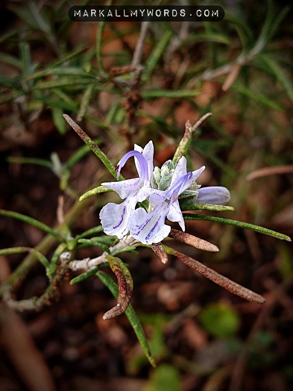 Rosemary flowers on a plant in winter