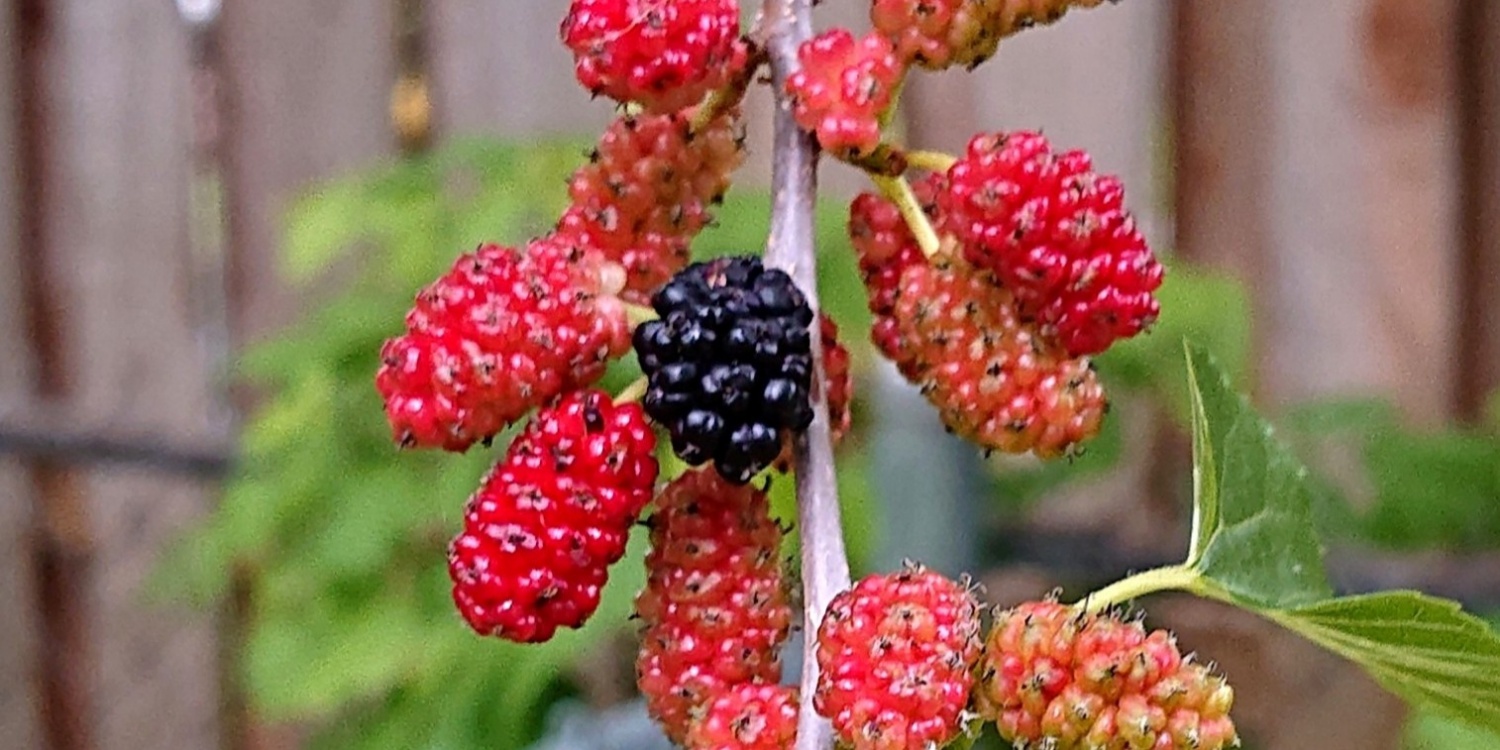 Ripe and unripe mulberries on tree